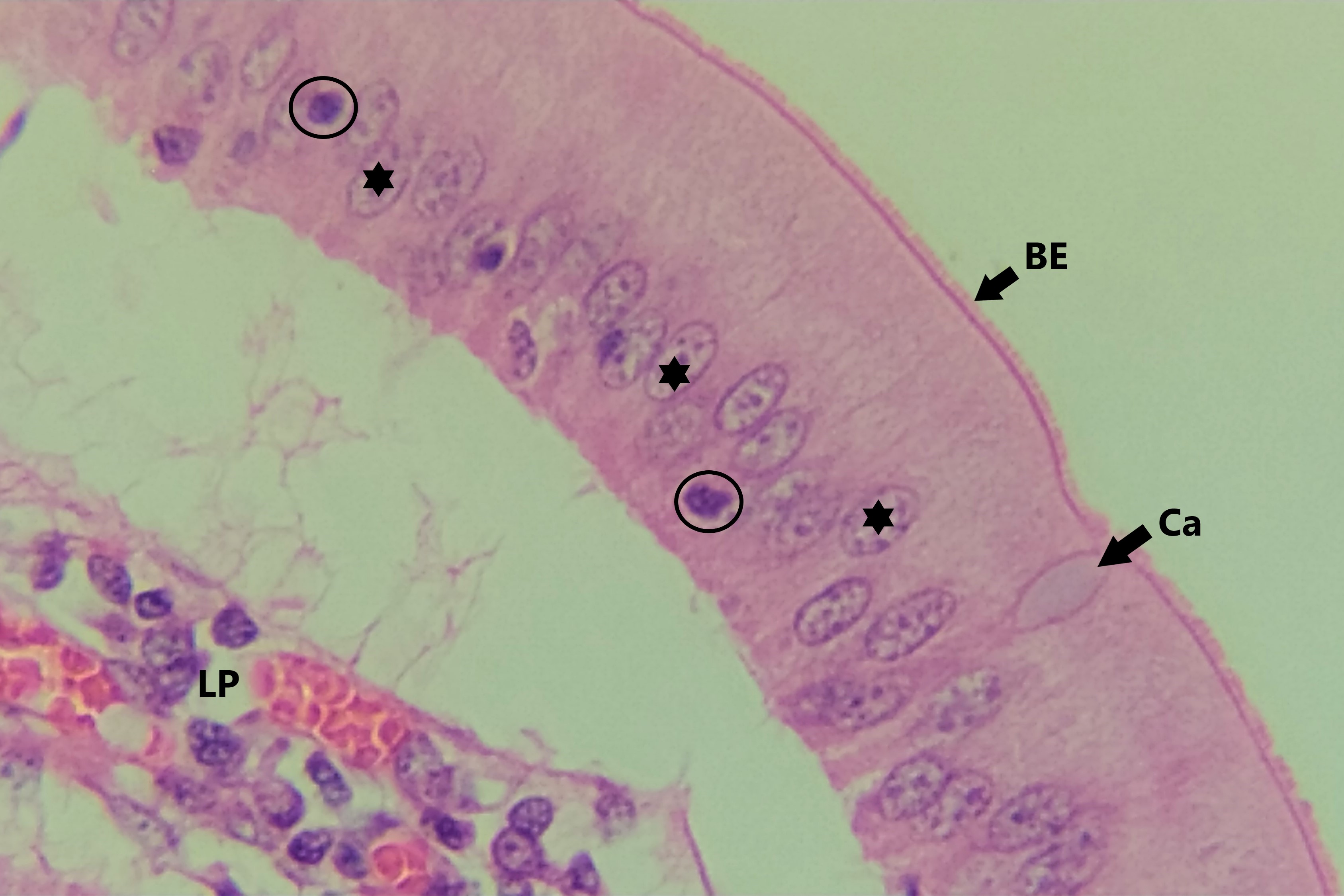Lâmina: Intestino delgado - duodeno (H&E - Aumento: 400x). No epitélio simples colunar do intestino delgado pode-se observar dois tipos célulares, as células colunares (enterócitos) e células caliciformes (Ca), produtoras de muco. Os núcleos das células colunares (asteriscos) são alongados e dispostos no sentido do eixo maior da célula. As células caliciformes são palidamente coradas uma vez que parte de seu conteúdo é perdido durante processamento da lâmina. No epitélio podem ser encontrados linfócitos intraepiteliais (círculo), que são células de defesa transitórias. A superfície apical do epitélio tem grande quantidade de microvilos, que aparecem com aspecto estriado ao microscópio óptico, formando a borda estriada (BE).