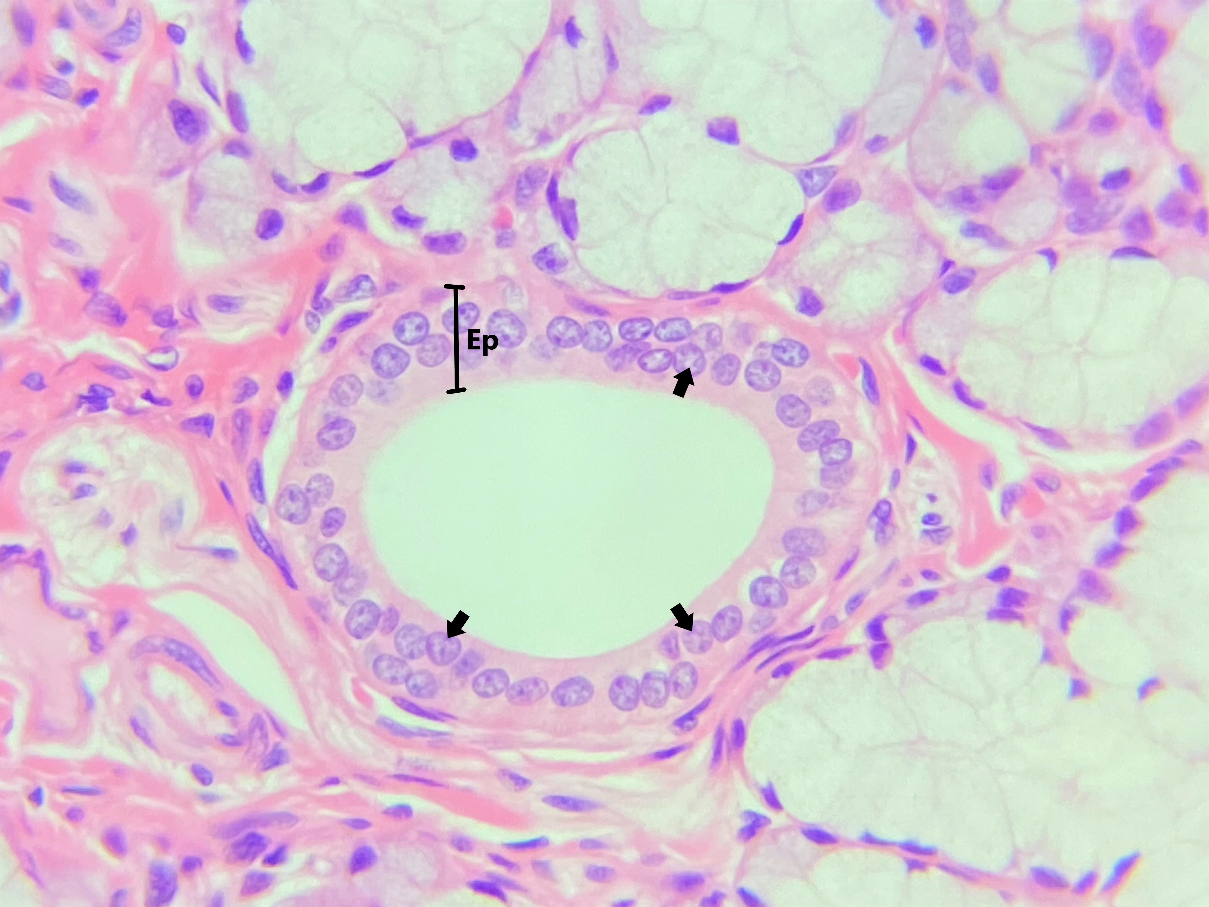 Lâmina:  Glândula Sublingual (H&E - Aumento: 400x). Essa fotomicrografia da glândula salivar sublingual mostra um ducto interlobular, em corte transversal, sendo revestido por um epitélio estratificado cúbico (Ep). Observe que o epitélio é constituído de duas camadas de células cúbicas, identificadas por meio do formato arredondado dos núcleos (setas).