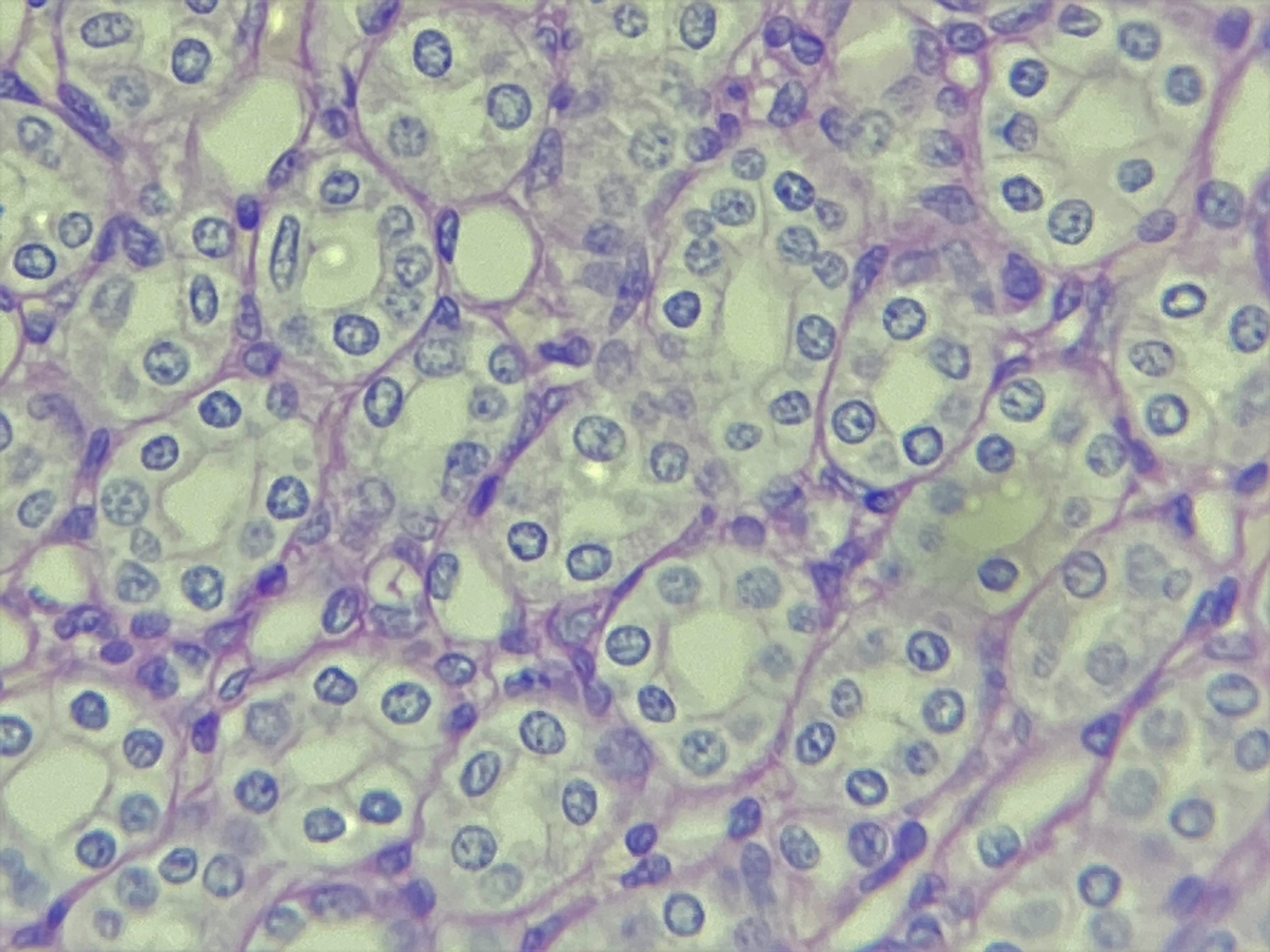 Lâmina: Rim - Túbulos renais (H&E - Aumento: 400x). Túbulos renais seccionados transversalmente.  Revestidos por epitélio simples cúbico, identificado por seus núcleos arredondados e por meio de suas células com dimensões similares.